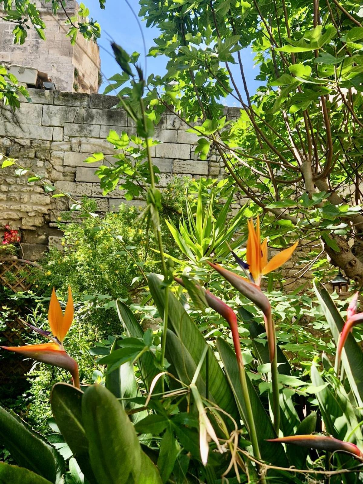 Capucines, Un Jardin Secret Dans Le Centre Historique Apartment Arles Exterior foto